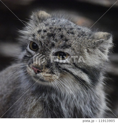 マヌルネコの横顔 マヌルネコの横顔 11913905