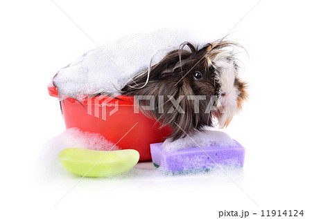 Cute guinea pig in bath Cute guinea pig in bath 11914124
