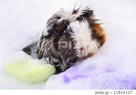 Guinea pig in bath 11914127
