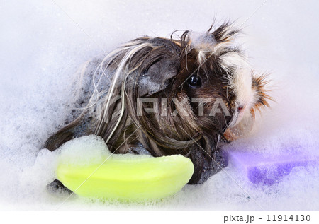 Guinea pig Guinea pig 11914130