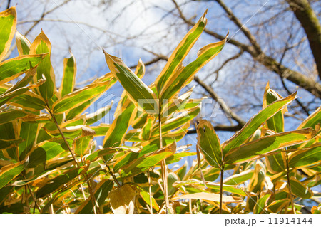 クマザサ 11914144