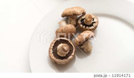 マッシュルーム 11914171