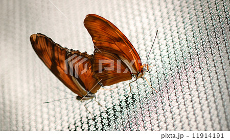 Julia Heliconian Dryas Julia 11914191