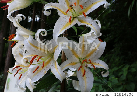 やまゆり 11914200