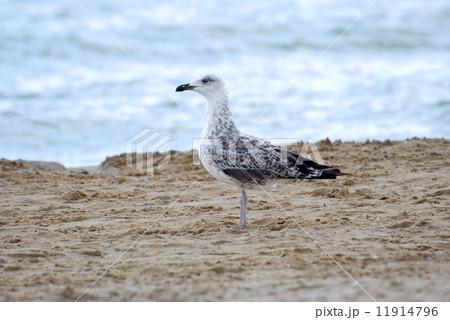 The seagull 11914796