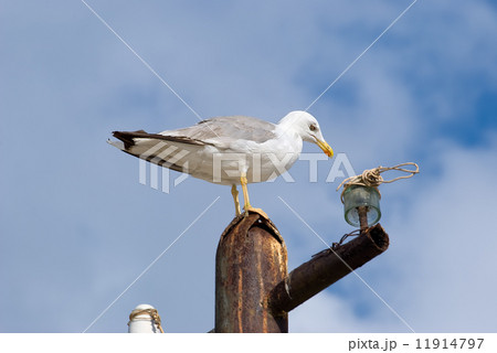 The seagull 11914797