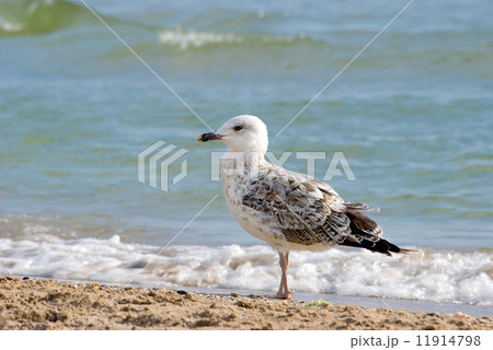 The seagull 11914798