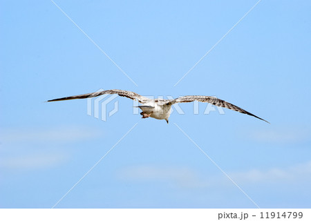 The seagull 11914799
