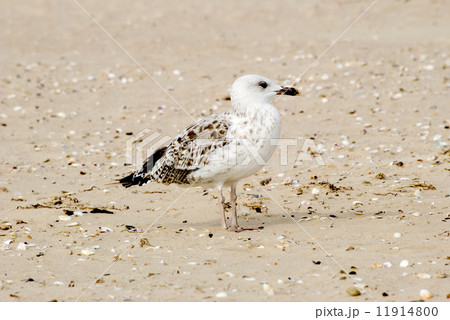 The seagull 11914800