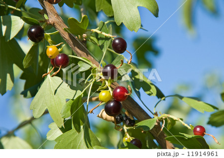 Black-currant 11914961