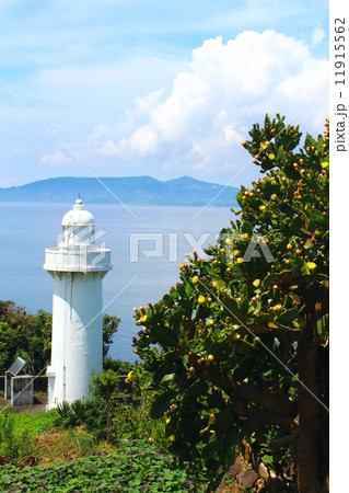 湯島灯台とウチワサボテン 11915562