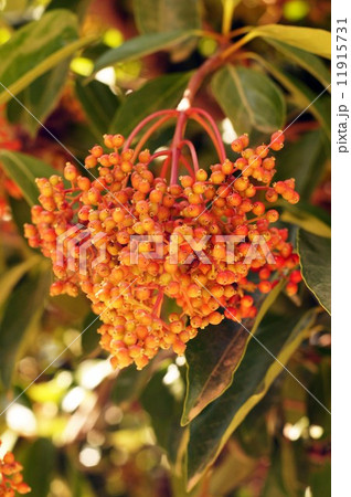 サンゴジュの赤い実 サンゴジュの赤い実 11915731