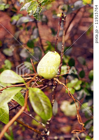 ボケの実 11915764