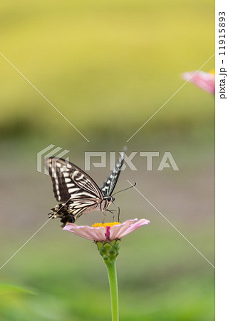 百日草の花とアゲハチョウ　昆虫の写真素材 11915893