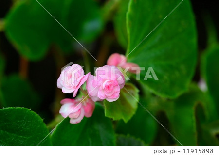 ベコニア八重花 ベコニア八重花 11915898
