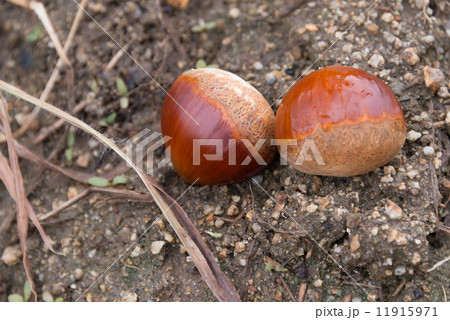 地面に落ちた栗　自然風景の写真素材 11915971