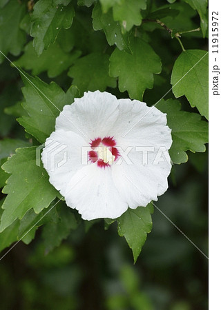 ムクゲ ムクゲ 11915972