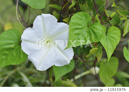 ユウガオ 11915976