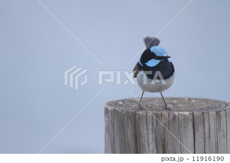 フェアリーレン 11916190