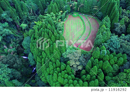 森林の中の畑 11916292