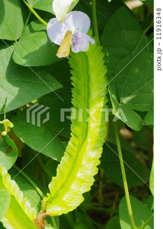 シカクマメ シカクマメ 11916348