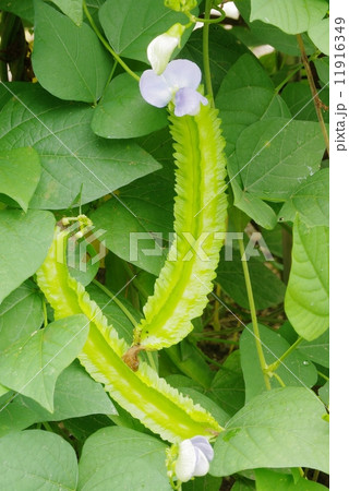 シカクマメ シカクマメ 11916349