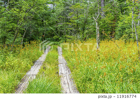 木道と自然を行く 11916774