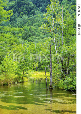 神秘的な田代池 11916781