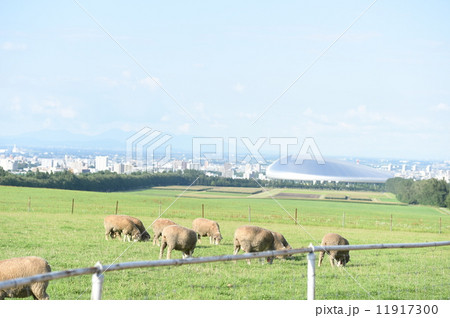 羊ヶ丘展望台とひつじ 羊ヶ丘展望台とひつじ 11917300