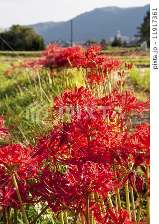 嵯峨野の彼岸花 嵯峨野の彼岸花 11917361