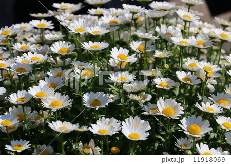 マーガレットの花 マーガレットの花 11918069