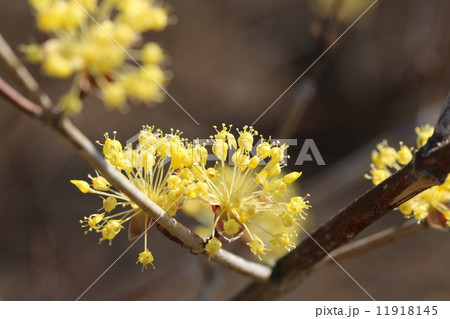 サンシュウの花 11918145