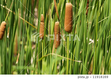 水辺のガマの風景（浜名湖ガーデンパークにて） 11918169