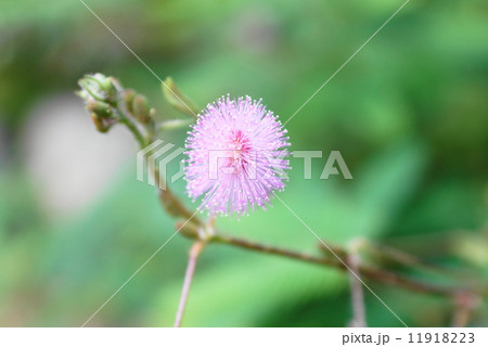 オジギソウ 11918223