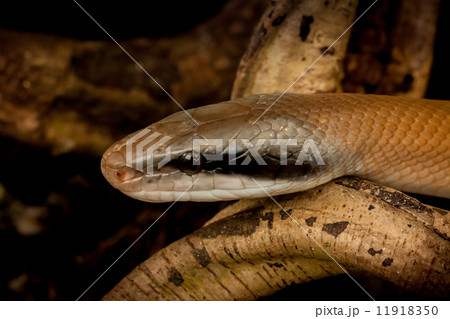 Snakes - 5 Snakes - 5 11918350