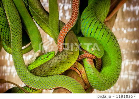 Snakes - 22 Snakes - 22 11918357