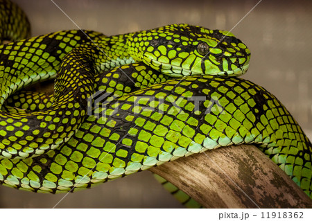 Snakes - 14 Snakes - 14 11918362