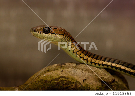 Snakes - 12 Snakes - 12 11918363