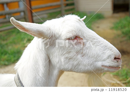 やぎ やぎ 11918520