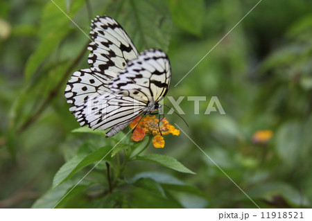 石垣島のオオゴマダラチョウ 11918521