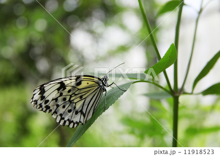 石垣島のオオゴマダラチョウ 11918523