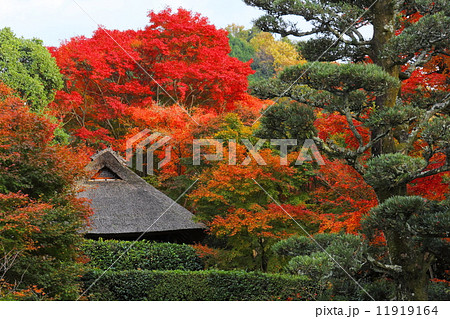 金福寺 晩秋の芭蕉庵 金福寺 晩秋の芭蕉庵 11919164
