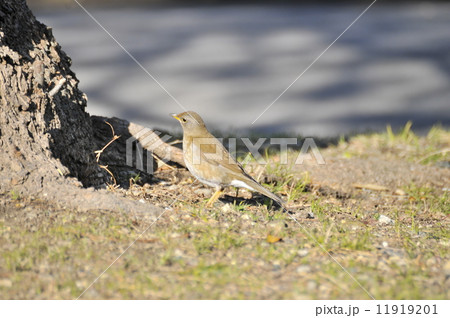 おすましシロハラ 11919201