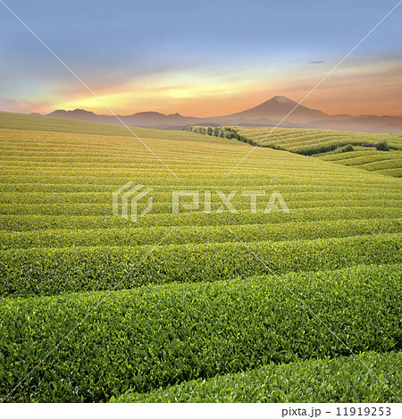 茶畑と富士山の合成 茶畑と富士山の合成 11919253