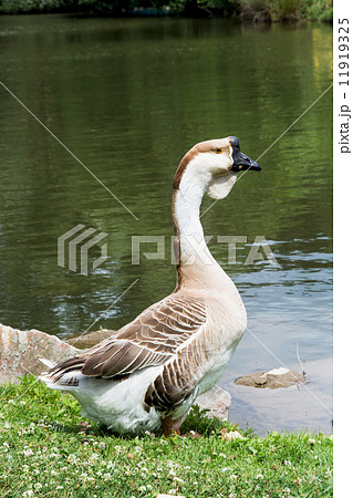 Swan goose (Anser cygnoides) Swan goose (Anser cygnoides) 11919325