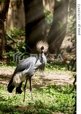 Portrait of a Crested crane 11919472