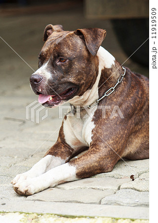 Face of Pitbull dog Face of Pitbull dog 11919509