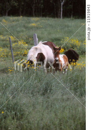 馬の親子 11919843