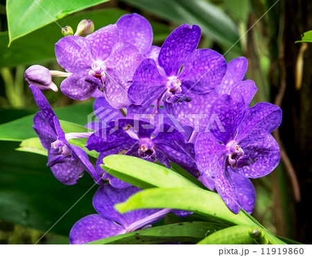 Two-humped dendrobium (Dendrobium bigibbum) 11919860