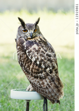 Eagle owl perched 11919861